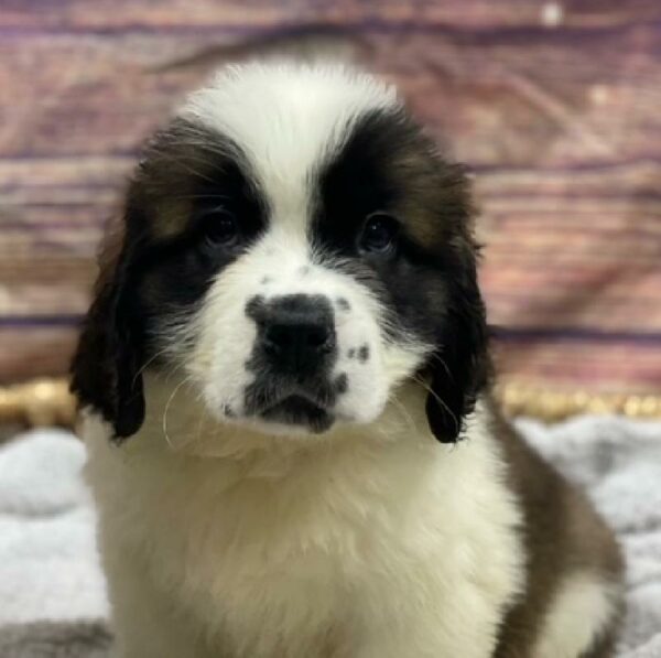 Saint Bernard-DOG-Female-br& wh-4908-Petland Woodlands, TX