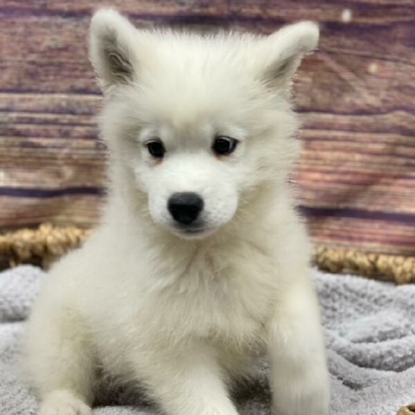 Samoyed-DOG-Male-wh-4907-Petland Woodlands, TX