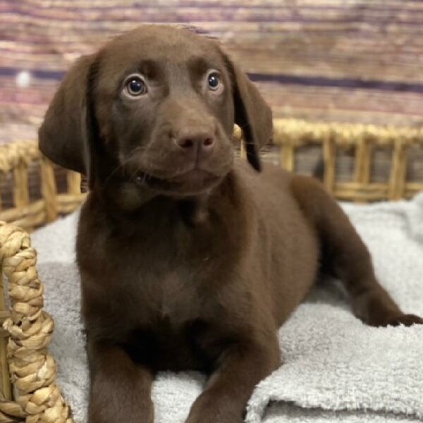 Labrador Retriever-DOG-Male-Chocolate-4902-Petland Woodlands, TX