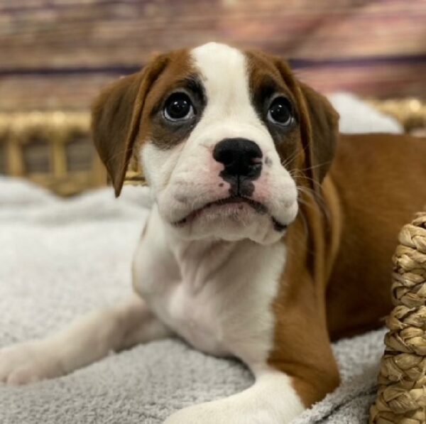 Boxer-DOG-Male-Fawn-4906-Petland Woodlands, TX
