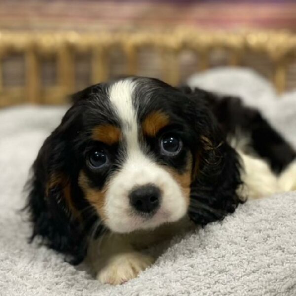 Cavalier King Charles Spaniel-DOG-Male-Black and White-4900-Petland Woodlands, TX