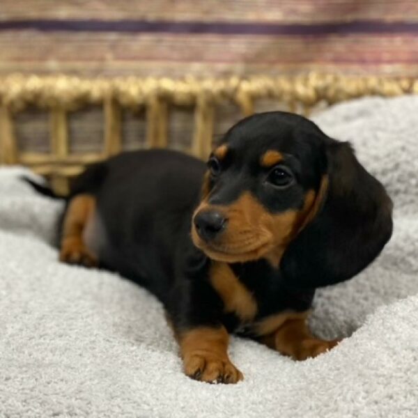 Dachshund-DOG-Male-blk & tn-4914-Petland Woodlands, TX