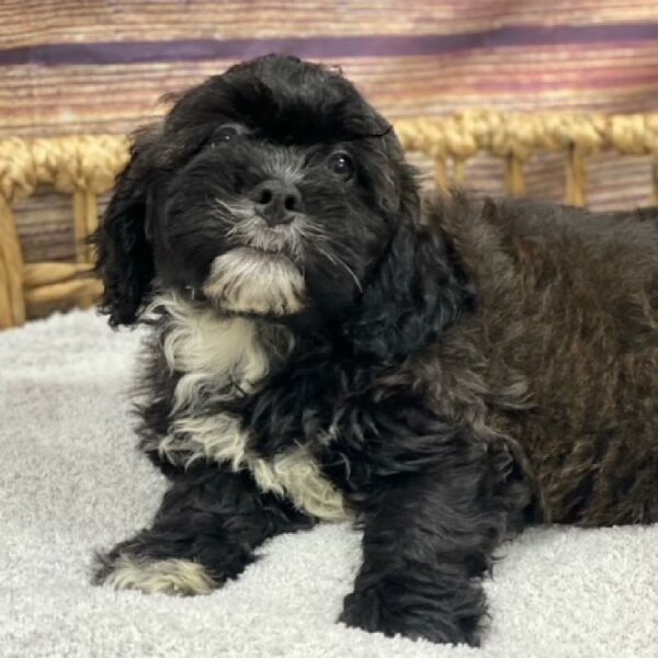 Teddy Bear-DOG-Male-Brindle-4905-Petland Woodlands, TX
