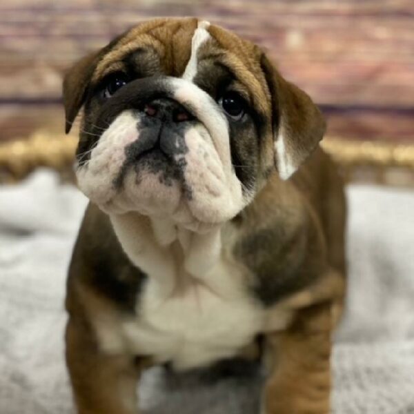 English Bulldog-DOG-Female-rd & wh-4913-Petland Woodlands, TX
