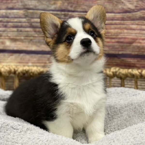 Pembroke Welsh Corgi-DOG-Male-tri-4909-Petland Woodlands, TX