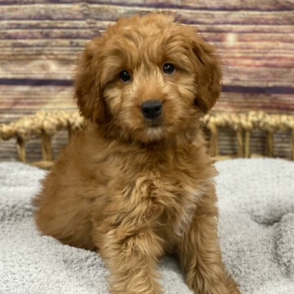 Mini Goldendoodle-DOG-Female-rd-4911-Petland Woodlands, TX
