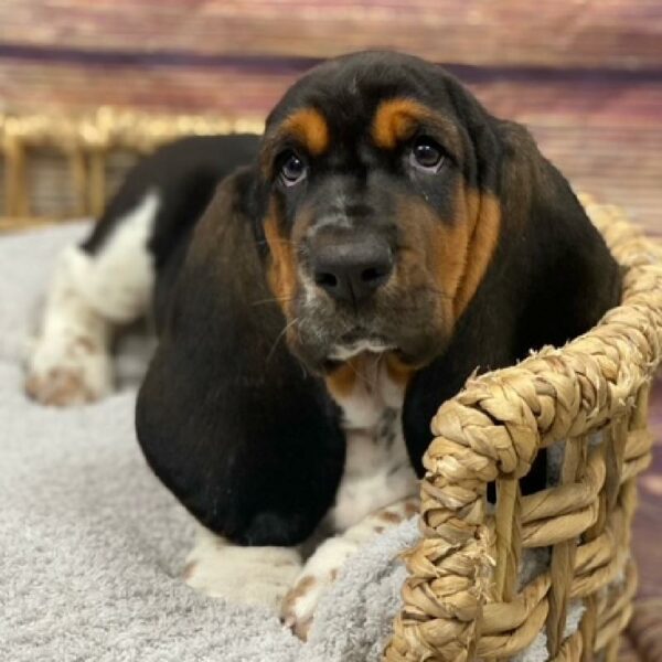 Basset Hound-DOG-Female-tri-4916-Petland Woodlands, TX