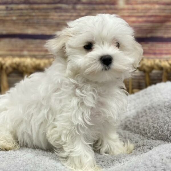 Maltese-DOG-Female-wh-4910-Petland Woodlands, TX