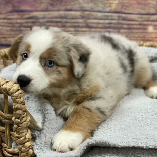 Australian Shepherd-DOG-Female-bl mrl-4927-Petland Woodlands, TX