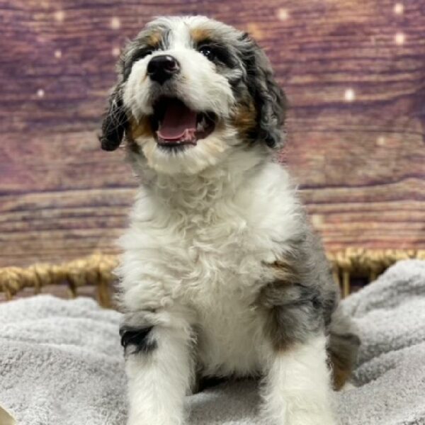 Bernedoodle DOG Female bl mrl, tri mkgs 4920 Petland Woodlands, TX