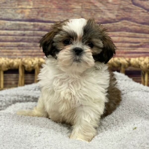 Shih Tzu-DOG-Female-Gold and White-4917-Petland Woodlands, TX