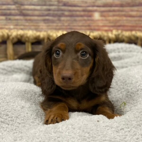 Dachshund-DOG-Female-chlt & tn-4925-Petland Woodlands, TX