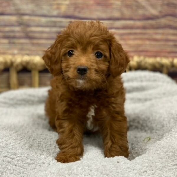 Mini Goldendoodle-DOG-Female-rd-4924-Petland Woodlands, TX