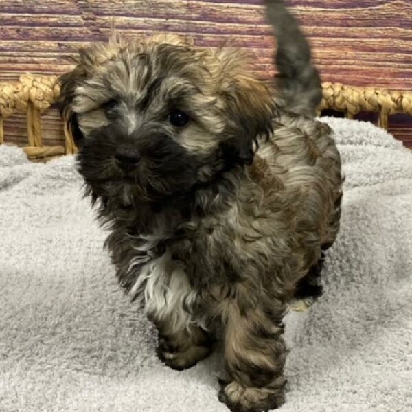 Havanese-DOG-Male-drk sbl-4923-Petland Woodlands, TX