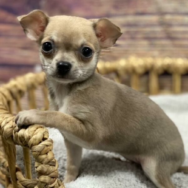 Chihuahua-DOG-Female-chlt-4926-Petland Woodlands, TX