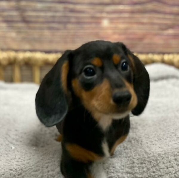 Dachshund-DOG-Female-Black and Tan-4931-Petland Woodlands, TX