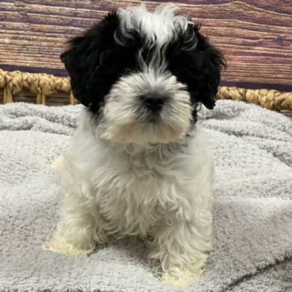 Yorkie-Poo-DOG-Female-blk & wh-4928-Petland Woodlands, TX