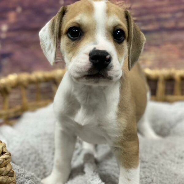 Beabull-DOG-Female-br & wh-4870-Petland Woodlands, TX