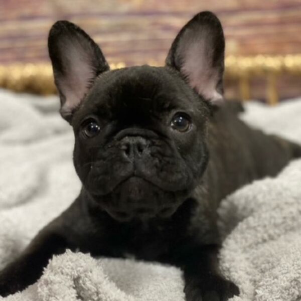 French Bulldog-DOG-Female-brdl-4895-Petland Woodlands, TX