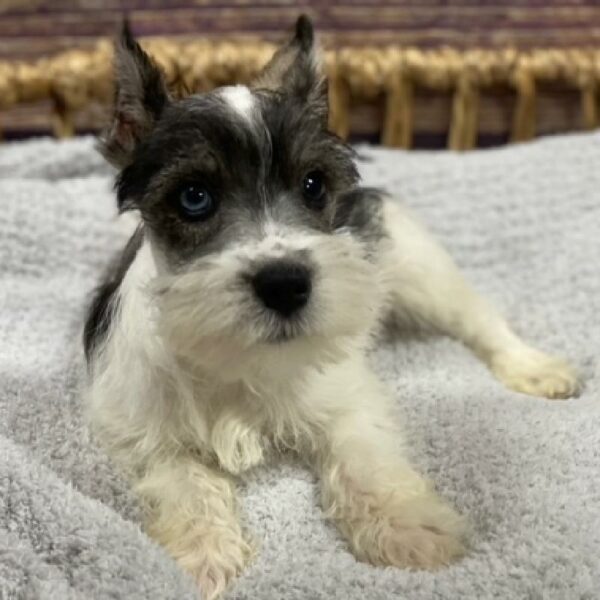 Mini Schnauzer-DOG-Male-Black and Silver-4886-Petland Woodlands, TX