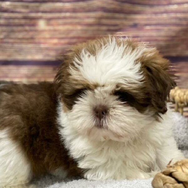 Shih Tzu-DOG-Male-Liver and White-4904-Petland Woodlands, TX