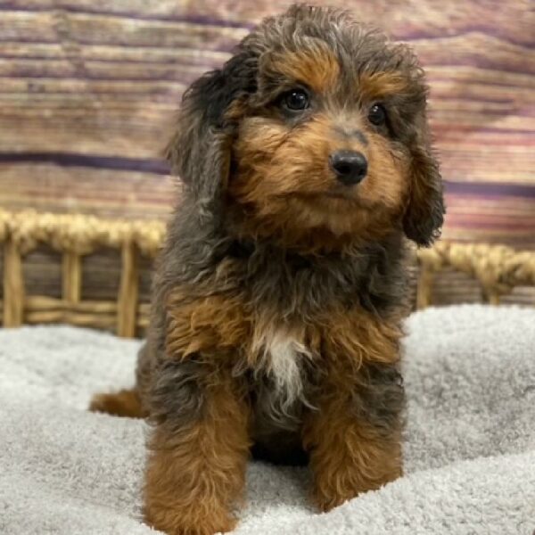 Mini Aussiedoodle-DOG-Male-Blue Merle White and Tan-4903-Petland Woodlands, TX
