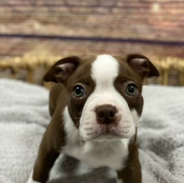 Boston Terrier-DOG-Male-sl & wh-4915-Petland Woodlands, TX