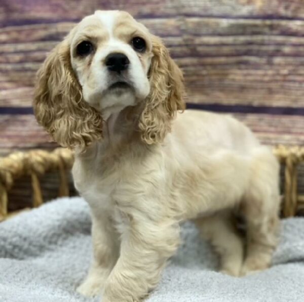 Cocker Spaniel-DOG-Female-Buff-4901-Petland Woodlands, TX