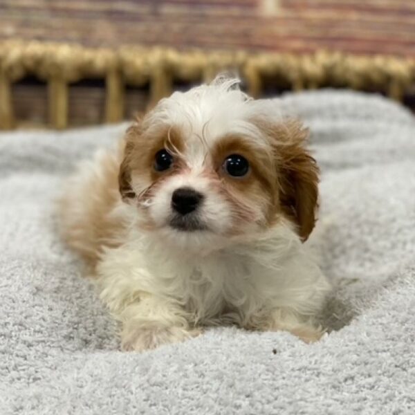 Cavapoo-DOG-Female-White and Apricot-4918-Petland Woodlands, TX
