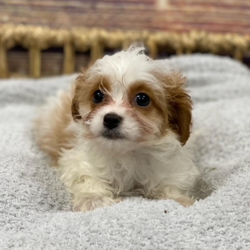 Cavapoo Puppy White and Apricot ID:4918 Located at Petland Woodlands, TX