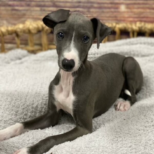 Italian Greyhound-DOG-Male-bl & wh-4922-Petland Woodlands, TX
