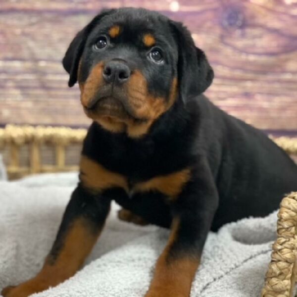 Rottweiler-DOG-Male-blk & tn-4939-Petland Woodlands, TX