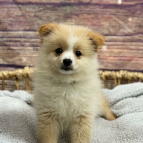 Pomeranian-DOG-Male-Cream-4933-Petland Woodlands, TX
