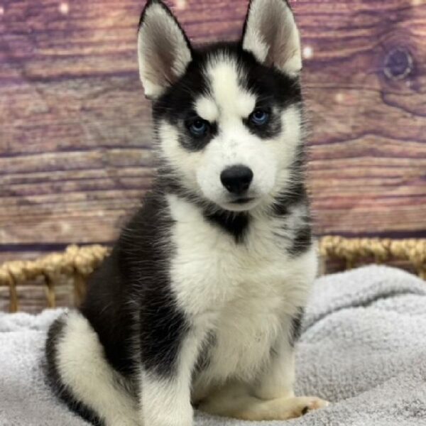 Siberian Husky-DOG-Female-blk & wh-4940-Petland Woodlands, TX