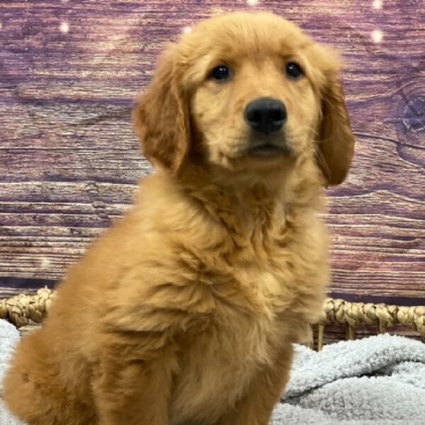 Golden Retriever-DOG-Male-gldn-4936-Petland Woodlands, TX