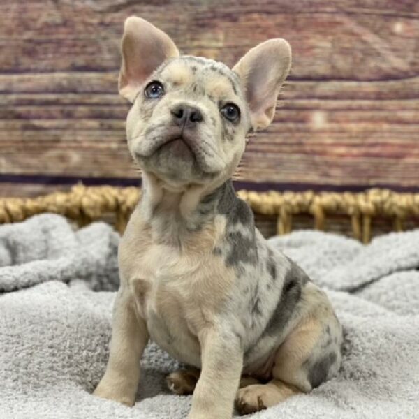 French Bulldog-DOG-Female-lilc mrl , tn pts-4938-Petland Woodlands, TX