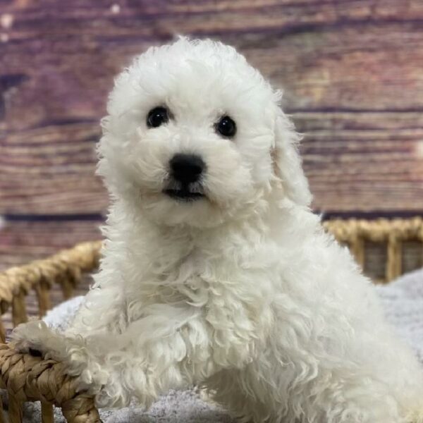 Bichon-DOG-Male-wh, blk pts-4942-Petland Woodlands, TX
