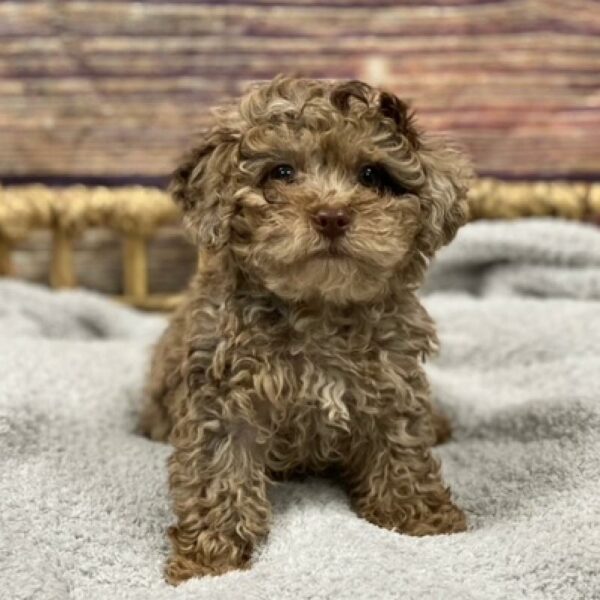 Mini Poodle-DOG-Female-choc mrl-4935-Petland Woodlands, TX