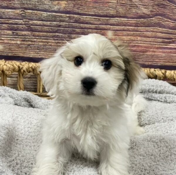 Coton De Tulear-DOG-Male-brdl & wh-4941-Petland Woodlands, TX