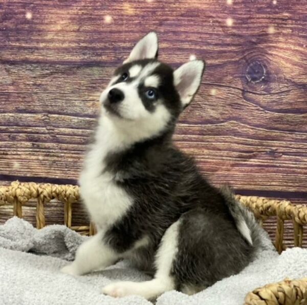 Pomsky DOG Male Black and White 4932 Petland Woodlands, TX