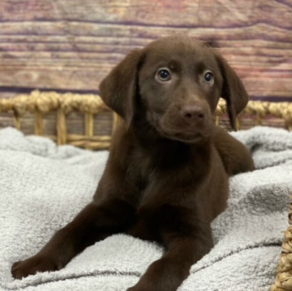 Labrador Retriever-DOG-Female-Chocolate-4930-Petland Woodlands, TX