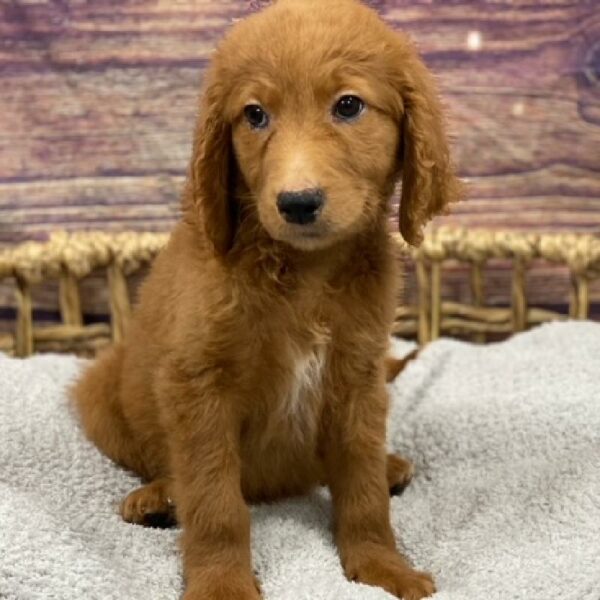 Goldendoodle 2 Gen-DOG-Male-Red-4950-Petland Woodlands, TX