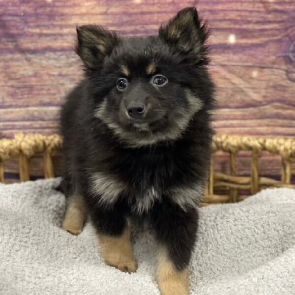 Pomsky-DOG-Male-Black-4943-Petland Woodlands, TX
