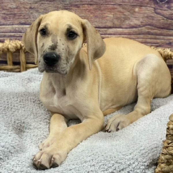 Great Dane-DOG-Female-Fawn-4952-Petland Woodlands, TX