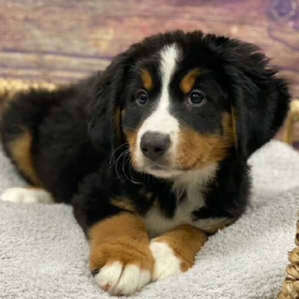 Bernese Mountain Dog-DOG-Female-Black Rust and White-4944-Petland Woodlands, TX