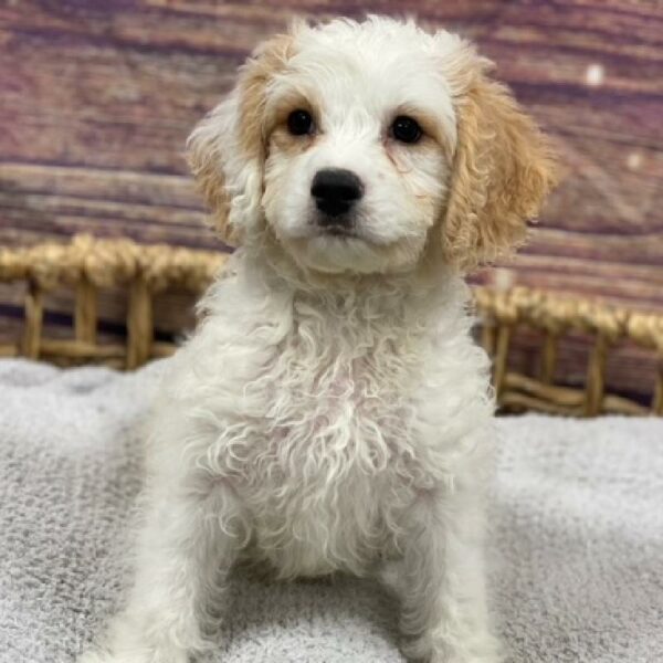 Cavachon-DOG-Male-White and Apricot-4945-Petland Woodlands, TX