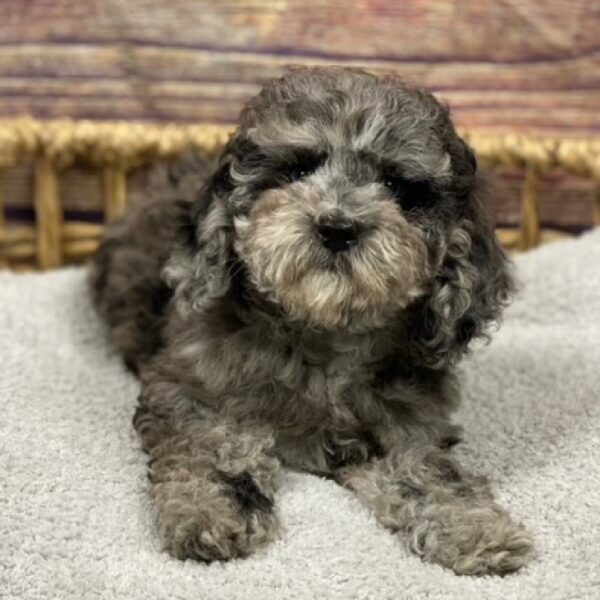 Cockapoo-DOG-Female-bl mrl-4958-Petland Woodlands, TX