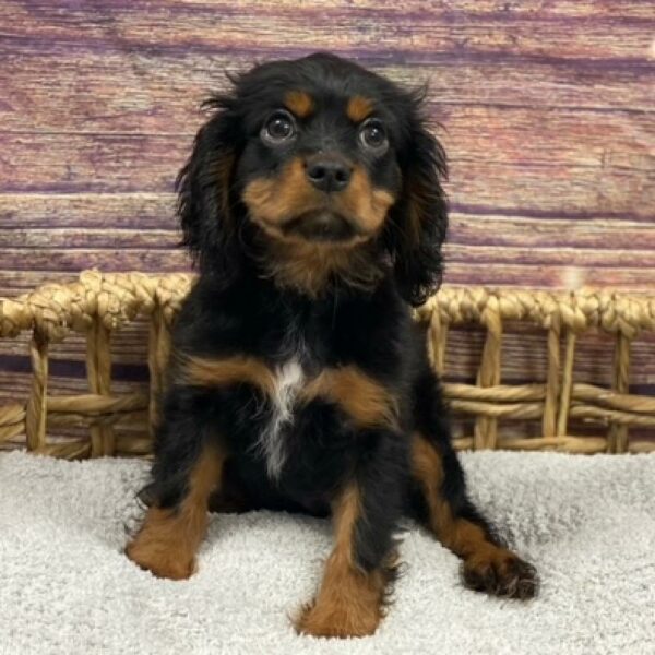 Cavalier King Charles Spaniel-DOG-Male-Black and Tan-4946-Petland Woodlands, TX