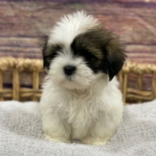 Lhasa Apso-DOG-Male-Red Gold-4948-Petland Woodlands, TX