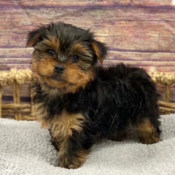 Yorkie-DOG-Male-Black and Gold-4949-Petland Woodlands, TX